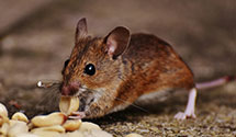 24 Hour & Emergency Exterminators in The Geysers, CA
